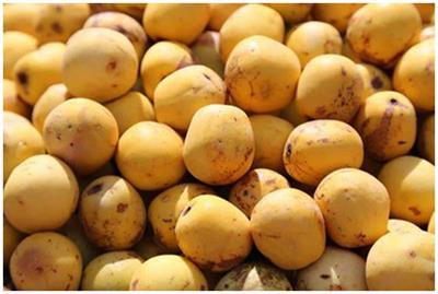 The future of African wild fruits – a drive towards responsible production and consumption of the marula fruit